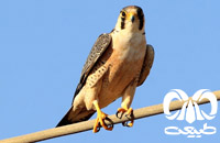 گونه شاهين Barbary Falcon